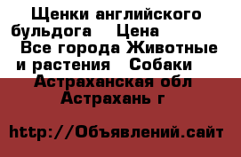 Щенки английского бульдога  › Цена ­ 60 000 - Все города Животные и растения » Собаки   . Астраханская обл.,Астрахань г.